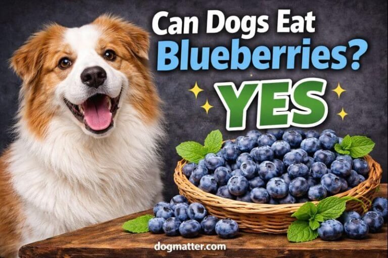 Can Dogs Eat Blueberries