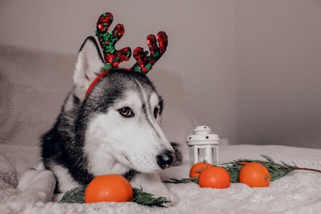 Can Dogs Eat Oranges