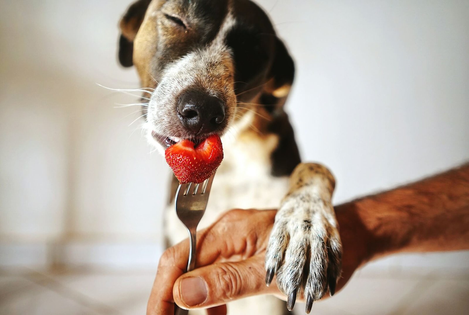 Can Dogs Eat Strawberries? yes