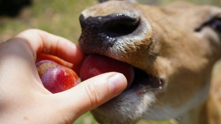 Can Dogs Eat an Apple