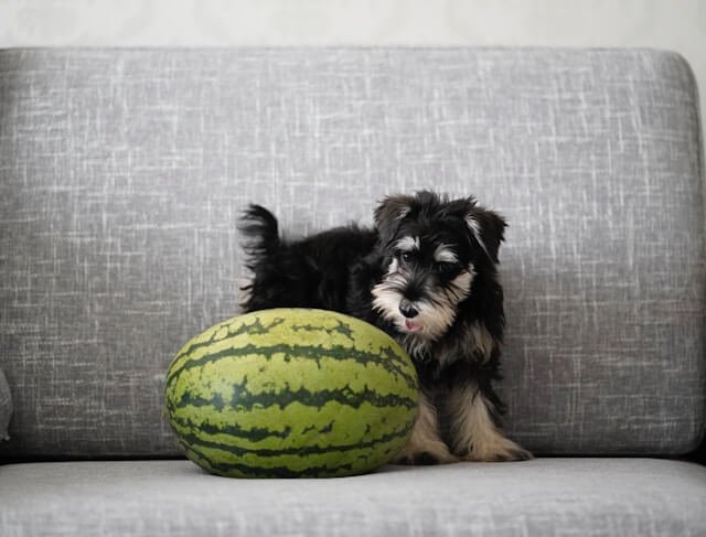 Can dogs eat watermelon